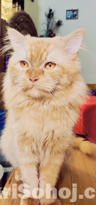 “Cute 1Y Male Persian Cat”